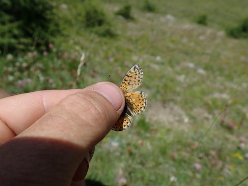 Boloria pales